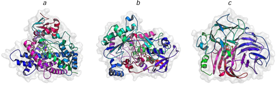 Structures of human cytochrome P450 (a), FAD-dependent oxidoreductase from Pleurotus eryingii (b), and laccase from Trametes versicolor (c). The structural parameters were retrieved from RCSB PDB (codes 6DWN, 5OC1, and 1KYA, respectively). The catalytically important Fe2+, Fe3+, and Cu2+ ions in the enzyme active sites are shown as spheres