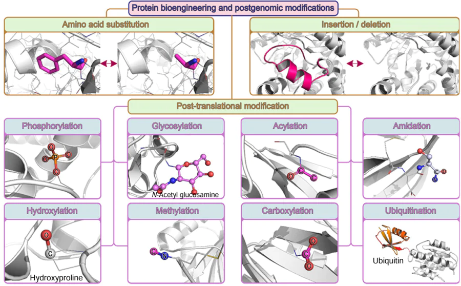 Main approaches used in protein engineering and examples of protein PTMs: the introduced group is highlighted by a colour; hydrogen atoms are not shown for simplicity, and chemical elements are shown in blue (nitrogen), red (oxygen), white or purple (carbon), and orange (phosphorus).