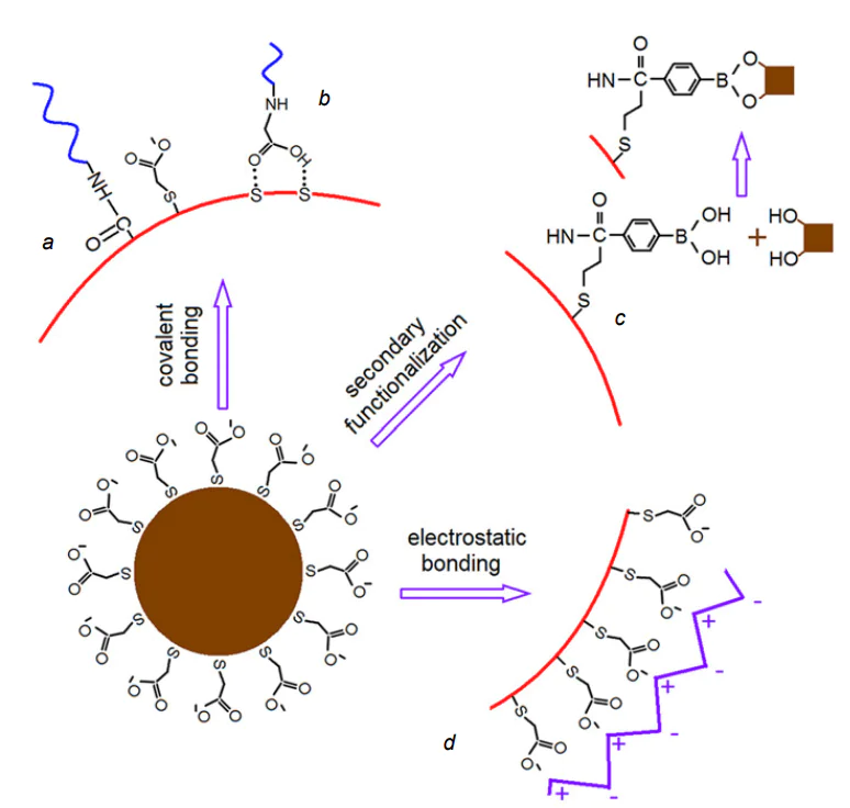 Key routes of passivation and functionalization of colloidal QDs by covalent bonding (а), hydrogen bonding (b), secondary functionalization (c) and dipole–dipole interactions (d).