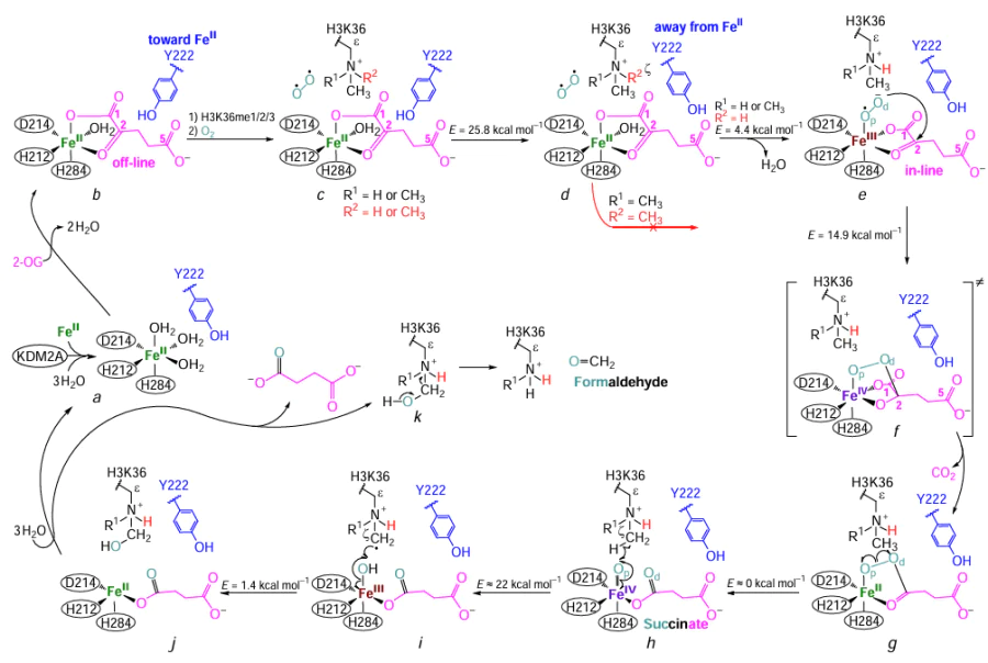 Mechanism of KDM2A-dependent demethylation of lysine residues (from Refs 34, 36, 55, and 61). The shown Fe-involving bonds should be considered as coordination bonds. E is the energy value between the current and transition (≠) states on the way to the next state. The energy values were found for H3K36me2 using quantum chemical calculations at the UB3LYP/def2-TZVP + ZPE level.55 See text for the legend (a – k).