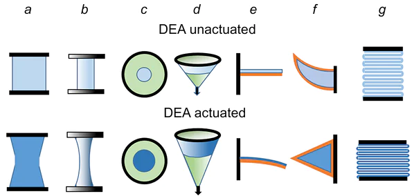 Types of dielectric actuators; the upper row displays actuators in the non-actuated state, the lower row shows actuators in the actuated state: (a) linearplanar; (b) cylindrical; (c) circular; (d) cone; (e) bending; (f) dielectric minimum energy structure; (g) folded. The sites to which the membranes are fixed are shown in black, the DEA membranes with stretchable electrodes are in blue, the electrode-free membranes are in green and the fixing elements of the bending actuators are in orange. The Figure was prepared by the authors using original data from the studies.1,3,5,8,9,113,114,115-117