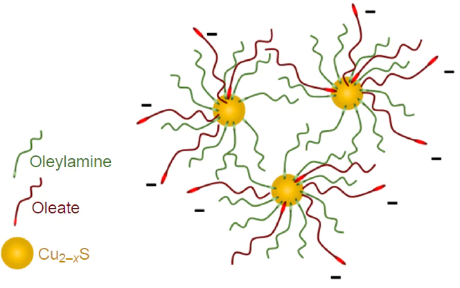 Schematic representation of negatively charged aggregates formed from copper sulfides modified with oleate and oleylamine in an aqueous medium