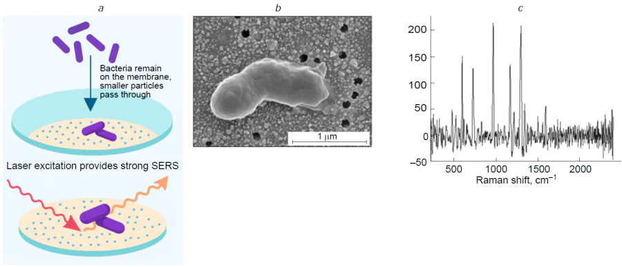 Membrane filtration for SERS-based AST. Scheme of the assay: (a) formazan-stained bacteria accumulate on the surface of the membrane with a SERS-active layer; (b) a single bacterial cell on the membrane surface; (c) SERS spectrum of the single cell.