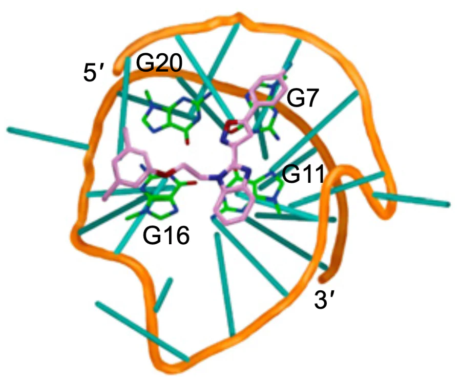 Structure of the adduct formed by c-MYC quadruplex and compound 116[87].