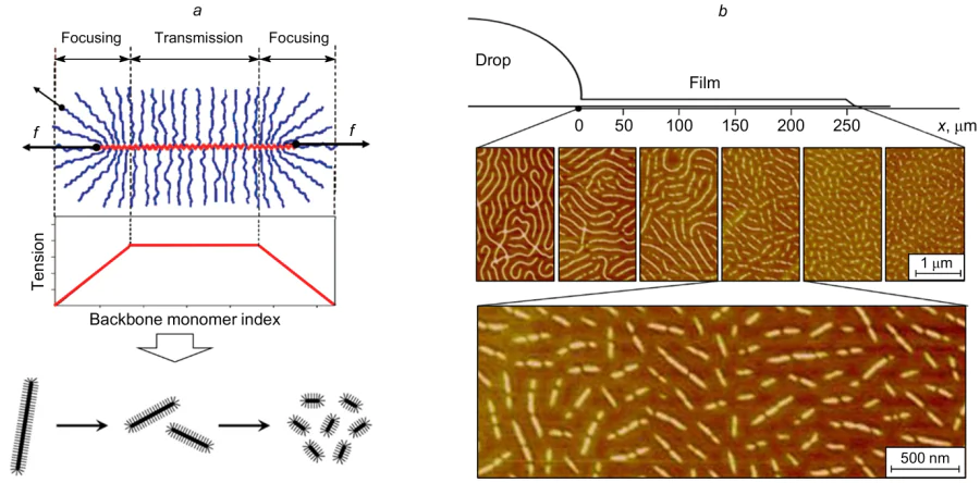 Schematic view of the appearance of a significant mechanical tension along the brush backbone due to steric repulsion between the densely grafted side chains and the spontaneous scission of carbon-carbon covalent bonds in the aliphatic backbone (a) and AFM images illustrating the progressive backbone degradation of molecular brushes upon spreading of a droplet of the brush polymer solution on asolid substrate with increasing distance from the droplet (b). f is the tensile force. The points of application of the force are represented by dots, the arrows indicate the force direction, x is the lateral size of the film; the random distribution of the breakage points of the backbone is seen in the magnified image in the lower part of Fig. b.35 Reproduced with the permission of Royal Society of Chemistry.
