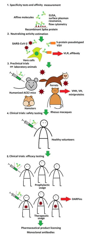 The process of developing therapeutic drugs based on pro- teins specific to the SARS-CoV-2 S-protein. Red arrows indicate the stages at which testing of the corresponding protein stopped.