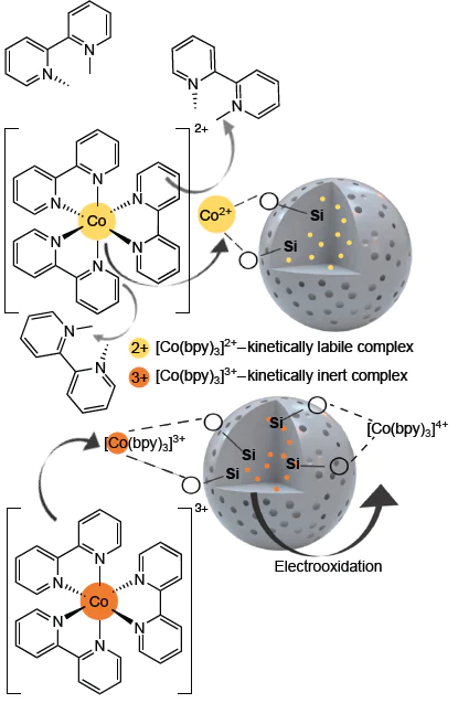 Schematic representation of the incorporation of kinetically labile and inert complexes into silica nanoparticles and the possible electrochemical Co3+/Co4+ transformation
