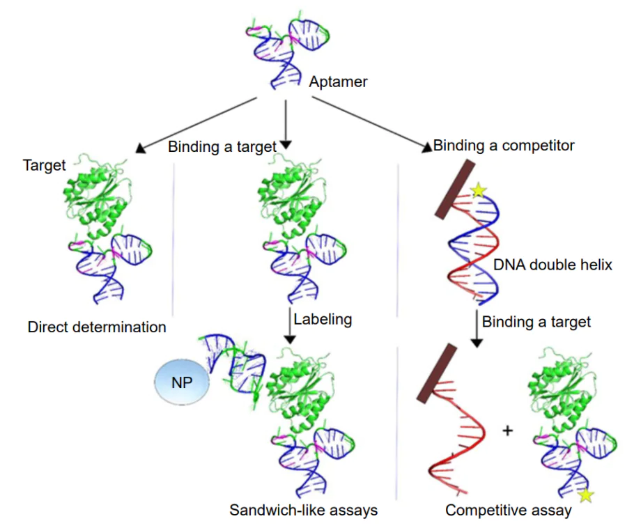 Diagram of aptasensors with direct, sandwich-like and competitive principles of generation of the analytical signal.