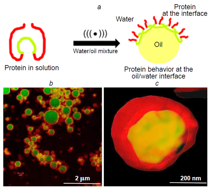(a) Mechanism of the protein microsphere formation: protein in solution and at water/organic solvent interface. The hydrophilic residues (red-coloured) interact with water, and hydrophobic residues (green-coloured) interact with the organic phase. (b) Confocal image of BSA microspheres stained with Nile Red dye. (c) 3D reconstruction of a protein microsphere (green colour highlights more polar regions excited with a laser at 532 nm wavelength, while red colour marks less polar regions excited with a laser at 488 nm).29 Published with permission from the American Chemical Society.