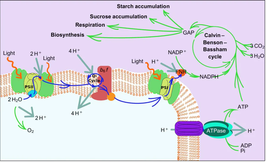 Scheme of oxygenic photosynthesis in plants. FNR is ferredoxin NADP+ reductase. The Figure was prepared by the authors using original data from the study.79