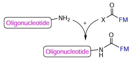 Schematic picture of the reaction between amino-containing oligonucleotide and FM containing an activated carboxyl group (Х is the activating group)