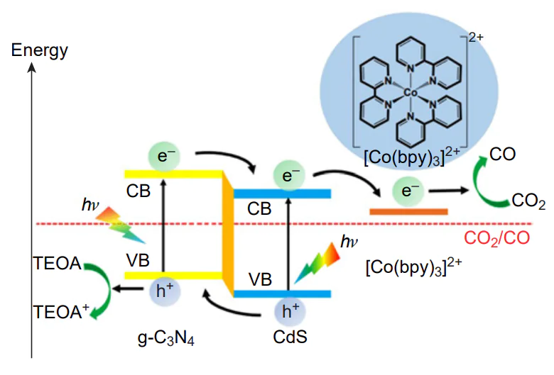 Mechanism of the photoinduced electron transfer in the \( \text{CdS/g-C}_{3}\text{N}_{4} \) photocatalysts in a solution with \( [\text{Co(bpy)}_{3}]\text{Cl}_{2} \)[170]. Published with permission from the American Chemical Society.