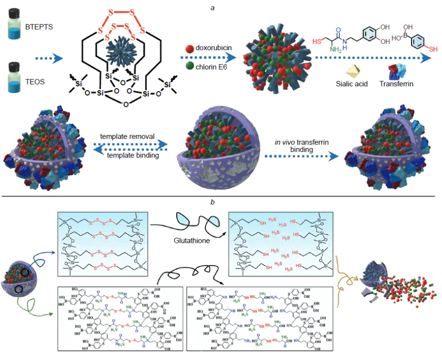 Schematic diagram of the synthesis of hybrid MIP for the targeted delivery of doxorubicin and chlorin e6 (a) and glutathione induced biodegradation of MIP (b). BTEPTS is bis(triethoxysilyl)propyl tetrasulfide.235 Copyright 2023, Wiley.