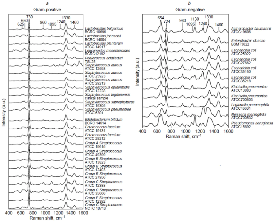 SERS spectra of different species of Gram-positive (a) and Gram-negative (b) bacteria exhibiting the prominent 730 and 654/724 cm–1 bands, respectively. The Figure is adapted from Ref. 285 under the CC BY 4.0 license.