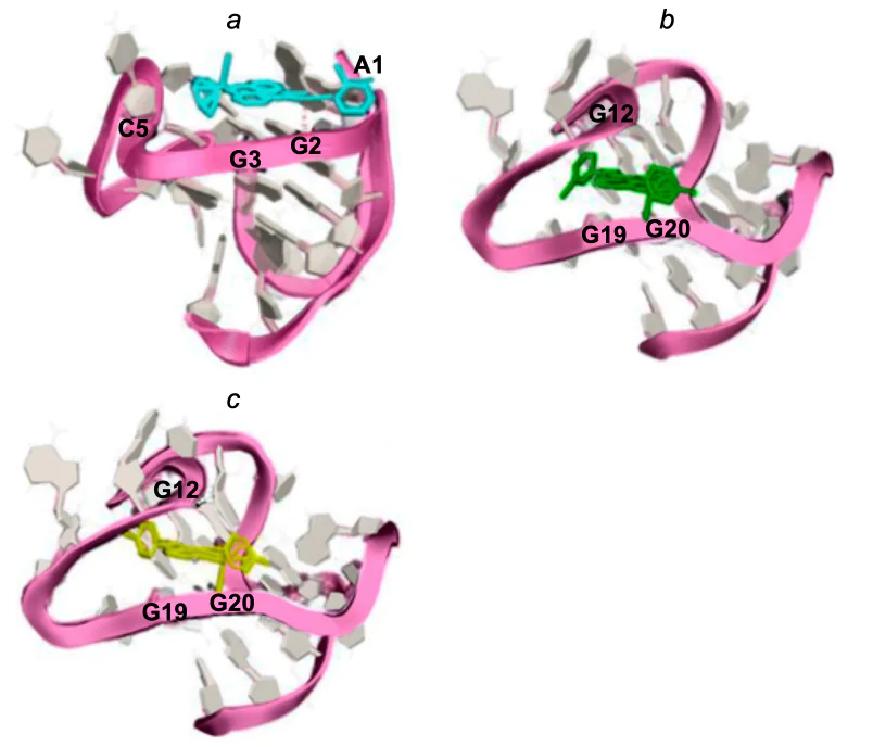 Results of molecular docking of complexes 11 (а), 12 (b), and 13 (c) into KRAS ­G-quadruplex[44].