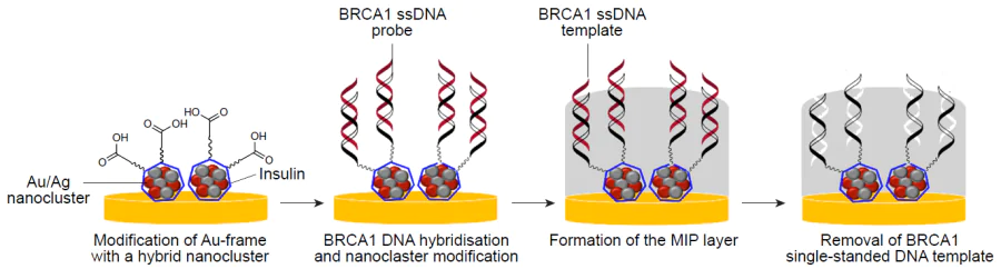Schematic diagram of synthesis of the hybrid aptasensor with a molecular imprinted layer to detect BRCA1.180