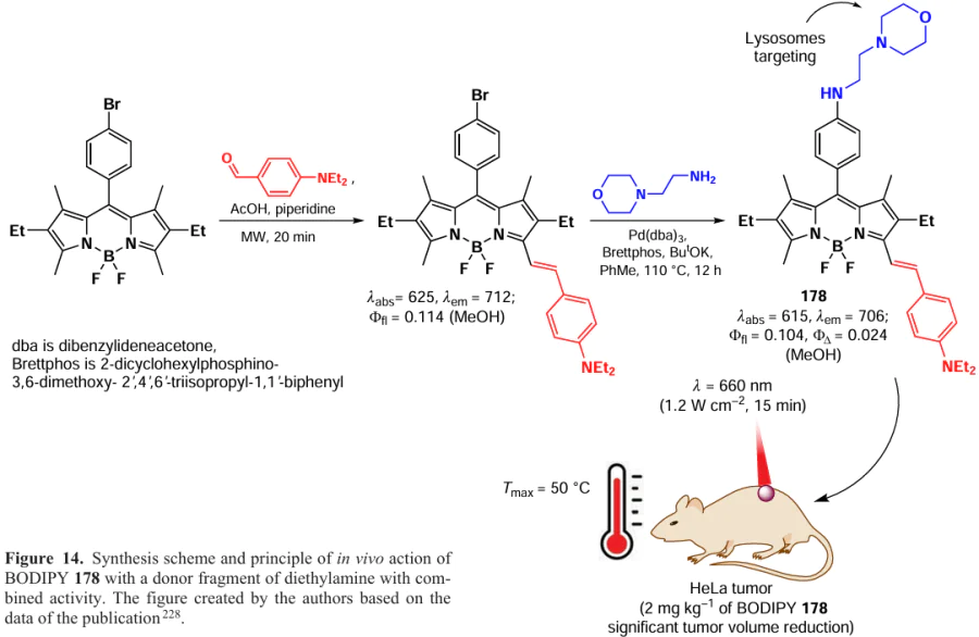 Synthesis scheme and principle of in vivo action of BODIPY 178 with a donor fragment of diethylamine with combined activity. The figure created by the authors based on the data of the publication228.