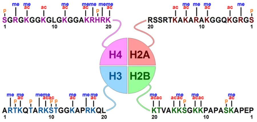 Multiplicity of epigenetic modifications of histones: lack of strict selectivity of amino acid residues for particular modifications: methylation (me), acetylation (ac), and phosphorylation (p); H2A, H2В, H3, H4 are histone variants; for example, in H3 histone, the same lysine residues can be methylated as well as acetylated.10