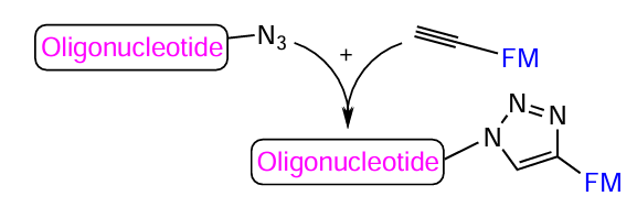 Schematic picture of the bio-orthogonal azide – alkyne cycloaddition reaction involving azido-modified oligonucleotide and FM with a terminal triple bond