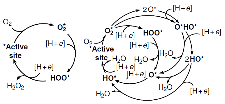 Catalytic cycles of molecular oxygen electroreduction in acidic medium via two-electron (on the left) and four-electron (on the right) pathways. Proton and electron charges are omitted for clarity.