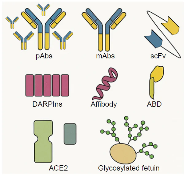 Types of proteins used as recognition elements
