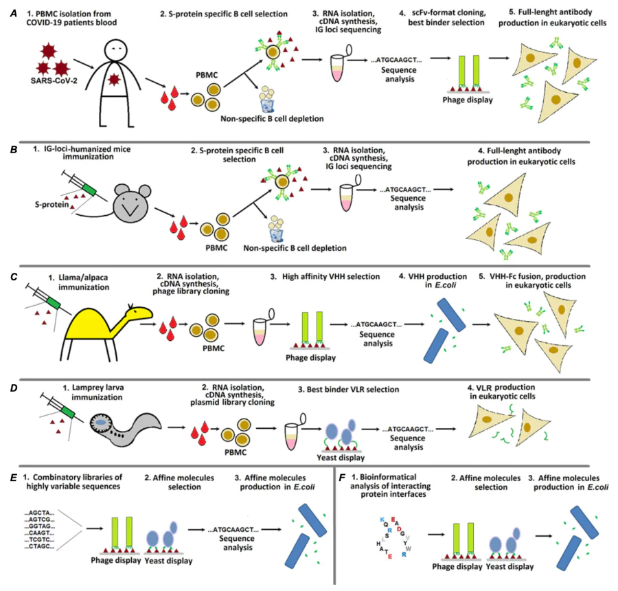 Methods for obtaining high-affinity proteins specific to the S-protein of the SARS-CoV-2 virion: A, monoclonal antibodies from lymphocytes of people who have been ill with COVID-19 or vaccinated against it; B, monoclonal antibodies obtained after immunization of VelocImmune mice, with completely humanized immunoglobulin loci; C, single-domain antibodies of camelids; D, Cyclostomi VLRs; E and F — shortened antibodies (scFv, VHH) and artificial scaffolds (DARPins, affibody, VH, miniproteins).