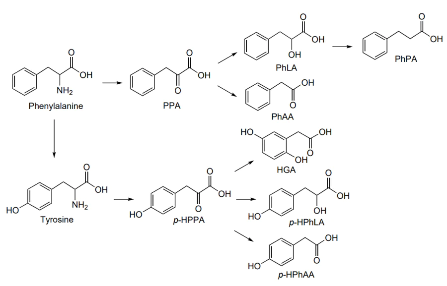 Molecular structures of aromatic monocarboxylic acids — intermediate metabolites of phenylalanine and tyrosine — discussed in this review: 3-phenylpyruvic acid (PPA), D,L-3-phenyllactic acid (PhLA), 2-phenylacetic acid (PhAA), 3-phenylpropionic acid (PhPA), D,L-3-(4-hydroxyphenyl) pyruvic acid (p-HPPA), homogentisic acid (HGA), D,L-3-(4-hydroxyphenyl)lactic acid (p-HPhLA), 2-(4-hydroxyphenyl)acetic acid (p-HPhAA).