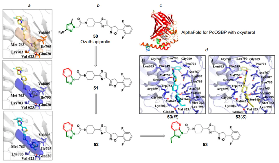 Docking results of compounds 50–52 (highlighted in yellow and blue) (a)[147]; structures of compounds 50–53 (changes in molecule structure shown in red and green) (b); structure of the modelled PcOSBP-oxatiapiprolin complex (red colour corresponds to higher pLDDT values) (c); docking results of two isomers of compound 53 (R and S configurations shown in pale blue and pale yellow, hydrogen bonds are highlighted with red dashed lines) (d). The figure is published under the CC BY-NC-ND 4.0 license.