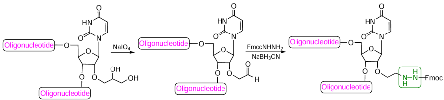 Scheme of the introduction of a hydrazide to the 2'-position of uridine in fully deprotected oligonucleotide