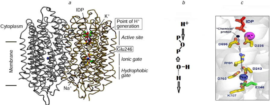 Structure of mPPase and mechanism of cation transport by this enzyme: dimeric Na+-mPPase of Thermotoga maritima with a bound pyrophosphate analogue molecule (imidodiphosphate, shown in red) and metal ions (Mg2+ is shown in green, K+ is violet, and Na+ is blue) in the right-hand subunit (code PDB 6QXA); two Asp residues coordinating a nucleophilic water molecule and three residues that form the ion gate are shown (a); schematic view of direct coupling in the proton transport: a water molecule attacks pyrophosphate and gives off a proton for transport across the membrane, while the other proton is absorbed from the cytosol for protonation of the leaving group (phosphate) (b); and the billiard type mechanism of Na+ transport (the proton formed from the water molecule pushes Na+ ion into the transport channel) (c). Figures a and c were taken from Baykov et al.236 in accordance with the Creative Commons CC BY licence.