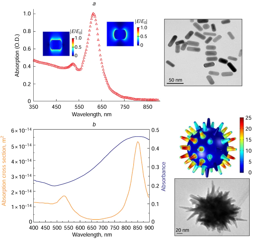 (a) Transverse and longitudinal LSPR modes in the absorption spectrum of 31.8 × 16.1 nm gold nanorods and results of simulation of electricfield distribution near the surface upon excitation with a field directed along the long or short axis.69 (b) Comparison of the simulated absorption cross-section spectrum of the model of a perfectly symmetrical 50-spike nanostar (orange curve) and the experimental absorption spectrum of synthesized gold nanostars with a similar mean sizes (blue curve). The figures on the right of the coloured scale correspond to the relative strength of the local electric field.70 Figure reproduced with permission from the American Chemical Society.