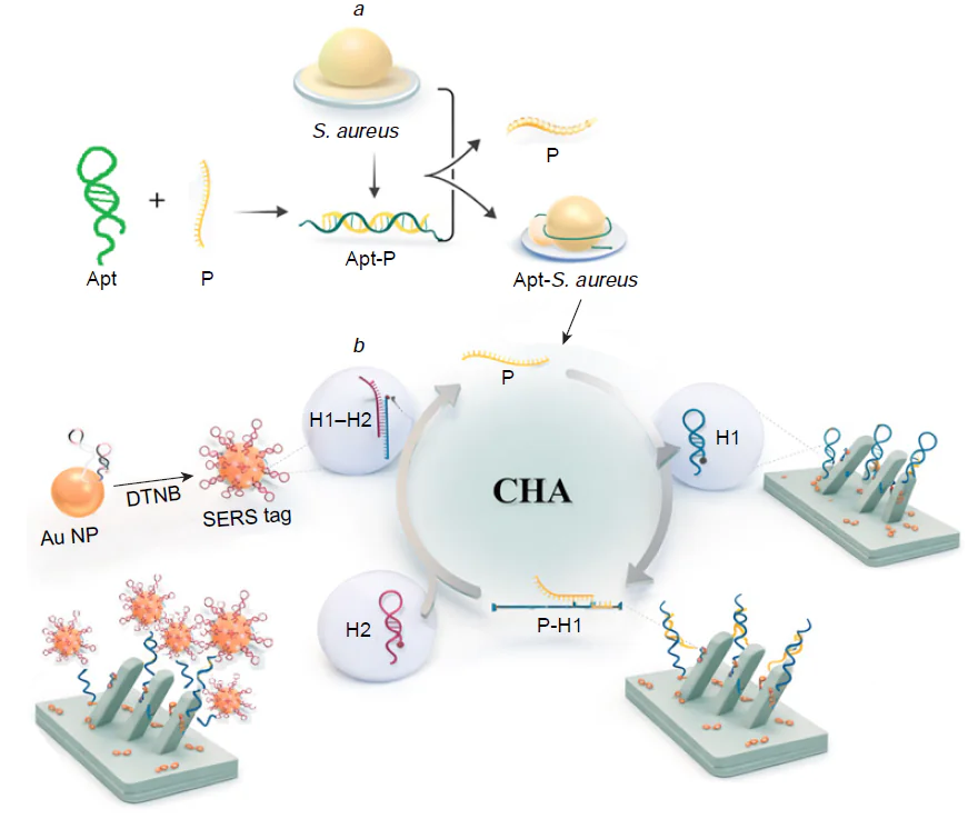 Mechanism of catalytic hairpin assembly. This particular example implies an oligonucleotide P that is liberated from the complex with an aptamer in the presence of an analyte (a). Then the oligonucleotide P opens the hairpin H1 inducing an assembly of the complex between SERS substrate and H2-hairpin-modified SERS tag, whereas the oligonucleotide opens the next hairpin H1 (b). DTNB is 5,5'-dithiobis-(2-nitrobenzoic acid).