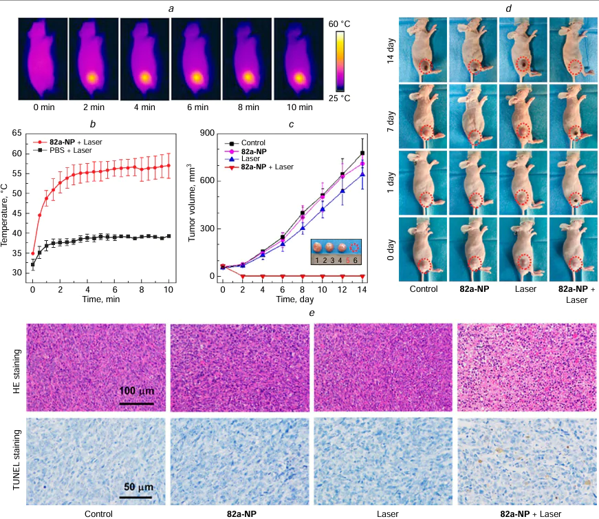 Images of mice bearing 4Т1 tumours under laser radiation at 660 nm for different time intervals after the injection of 82a nanoparticles (a), temperature change in the 4Т1 tumour-bearing mice after the intravenous injection of 82a NPs and phosphate-buffered saline (PBS) under laser irradiation (λ = 660 nm, power of 0.5W cm–2) for 10 min (b), change in the relative tumour volume after different types of treatment (c), images of four groups of 4T1 tumour-bearing mice after 14 days of treatment (d ); confocal laser microscopy images of H&amp;E- and TUNEL stained tumour tissues after different types of treatment (e). Reproduced from Tang and co-workers 50 with permission from the American Chemical Society.