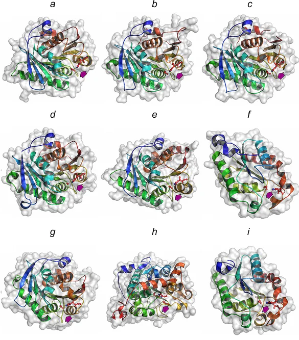 Structures of enzymes: IsPETase (a), TfCut (b), ThcCut2 (c), LCC-ICCG (d), RgPETase (e), HiCut (f), PHL7 (g), CaLipB (h) and AoCut (i); the crystallographic data were taken from the RSCB PDB: 6EQD, 5ZOA, 5LUJ, 6THT, 7DZT, 4OYY, 7NEI, 6TP8 and 3GBS, respectively, and illustrated using PyMOL (version 1.7.6, Schrodinger, LLC). The catalytic triads (Ser His Asp) in the active sites are highlighted with a colour and marked by an arrow.