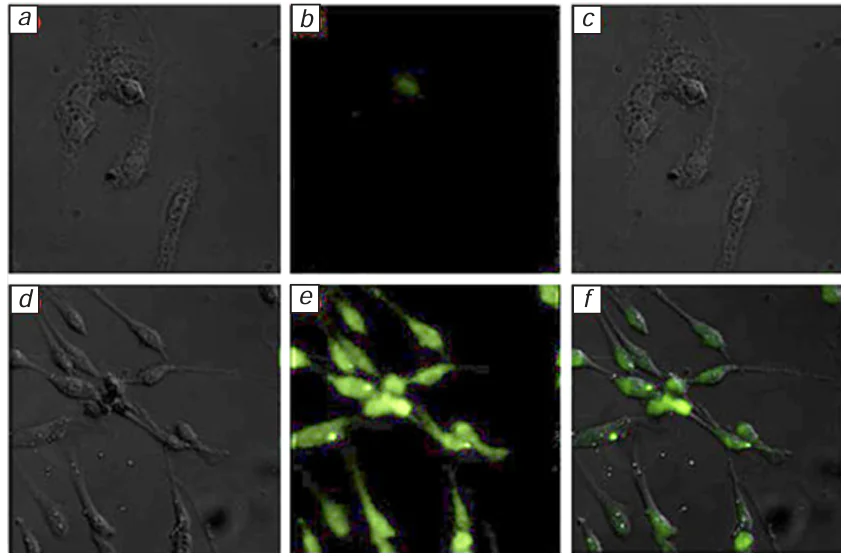 Confocal fluorescence microscopy images of PC12 cells: bright-field (a) and dark-field (b) images of cells incubated with compound 116 and merged image (c); bright-field (d) and dark-field (e) images of cells incubated with compound 116 and CN– and merged image (f). λex = 488 nm; 500 – 550 nm detection range. Reproduced from Quan and co-workers 59 with permission from Elsevier.