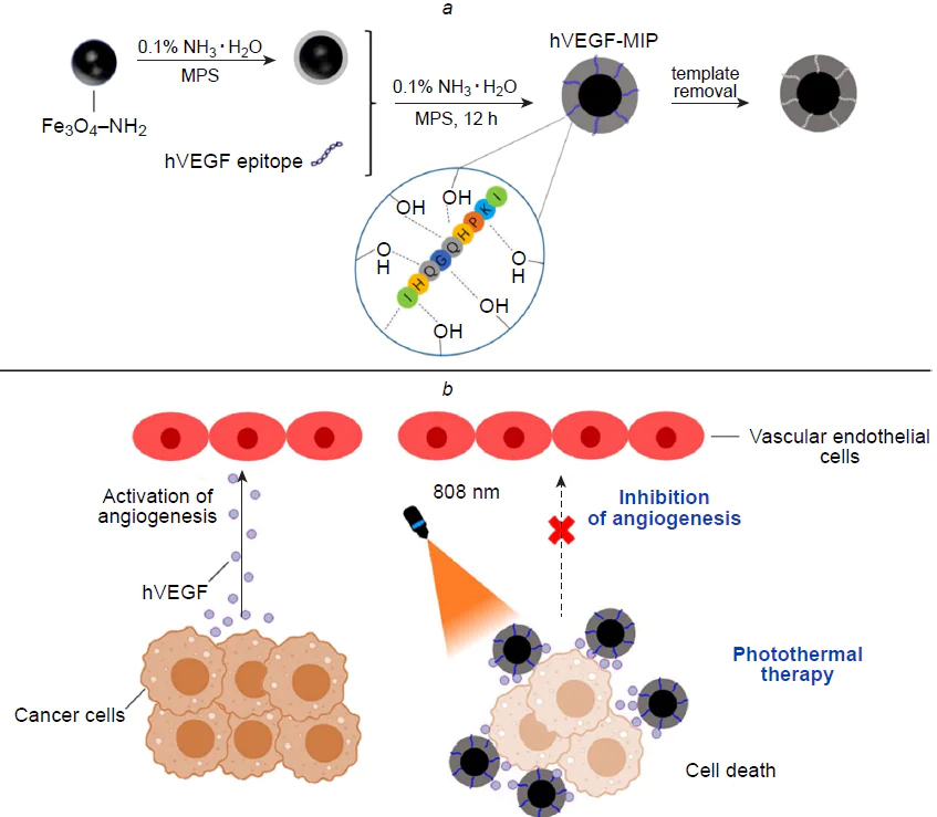 Synthesis of the hybrid MIP for binding to hVEGF (a) and diagram of the anticancer photothermal therapy (b).232 Copyright 2023, Royal Society of Chemistry.