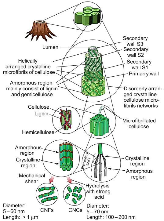 The effect of acid hydrolysis and mechanical treatment on the defibrillation of cellulosic materials.26 Published with permission from Elsevier