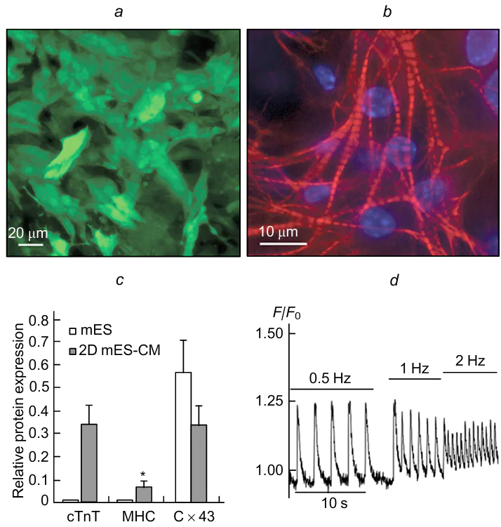Effect of electrical stimulation of different frequency on the development of cell structure on PVDF scaffolds: (a) general view of muscles (cardiomyocytes); (b) sarcomeres in cardiomyocytes with actin staining; (c) biochemical activity of cardiomyocytes in the expression of various proteins; mES and 2D mES-CM designate various types of cells, cTnT is cardiac troponin T, C × 43 is connexin-43, MHC is heart heavy chain myosin; d is amplitude of the electrophysiological response (F/F0) of cardiomyocytes to various stimulation frequencies.319 Published with permission from John Wiley and Sons.