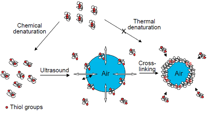 Mechanism of formation in lysozyme shells of microspheres.28 Published with permission from the American Chemical Society.