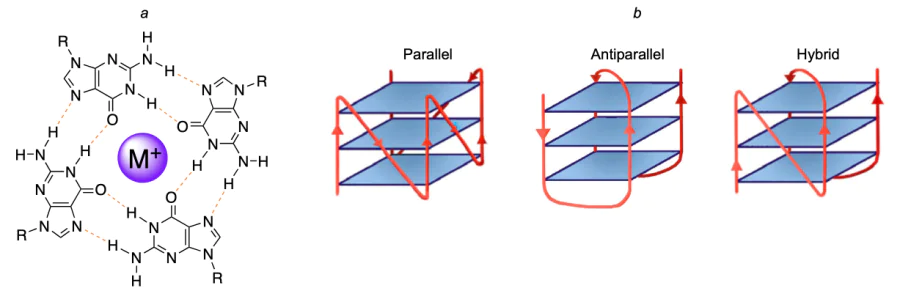 Structure of G-quartet (a) and conformations of G-quadruplex (b).