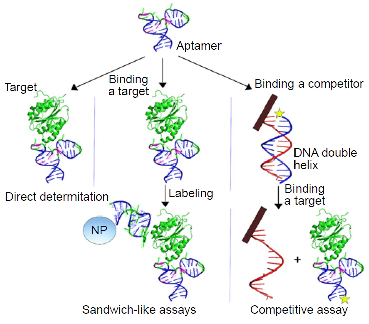 A scheme of biosensors with direct, sandwich-like and competitive principles of generation of the analytical signal on the example of DNA aptamers as recognition molecules.25