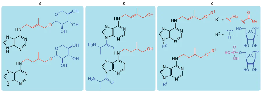 Non-glucoside conjugates of natural isoprenoid cytokinins: tZ and DHZ derivatives containing xylose residues at the N6-substituent (a); lupinic and dihydrolupinic acids (b); tZ and DHZ derivatives acylated and methylated at the N6-substituent and their nucleosides and nucleotides (c).