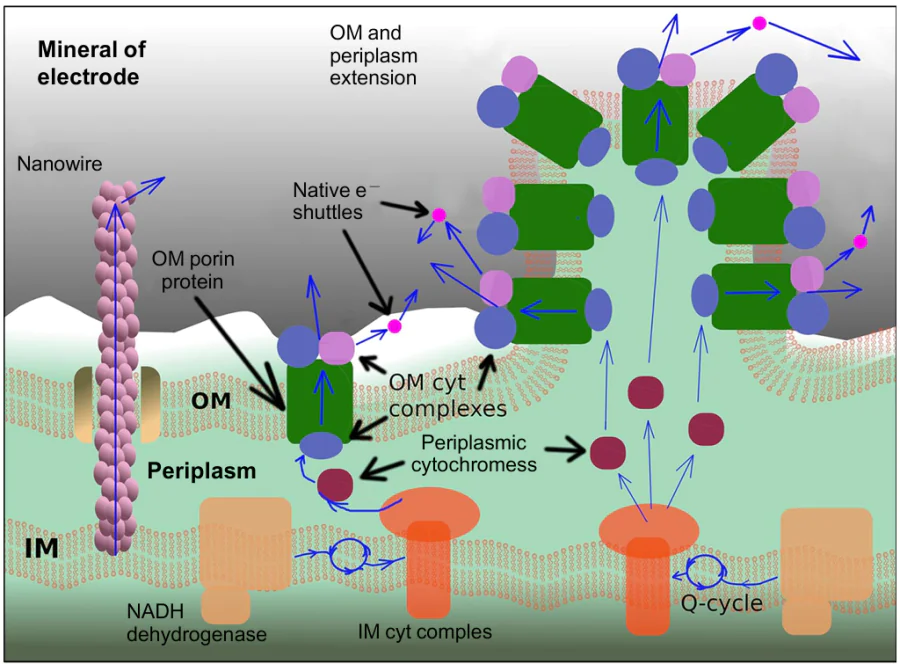 The pathways of direct and mediated extracellular electron transport in DMRB. Three different electron transfer mechanisms are shown from left to right: via a nanowire, via an MTR-like system, and through an extension of the outer membrane and periplasm. IM is inner membrane, OM is outer membrane, cyt is cytochrome, blue arrows indicate electron transfer pathways