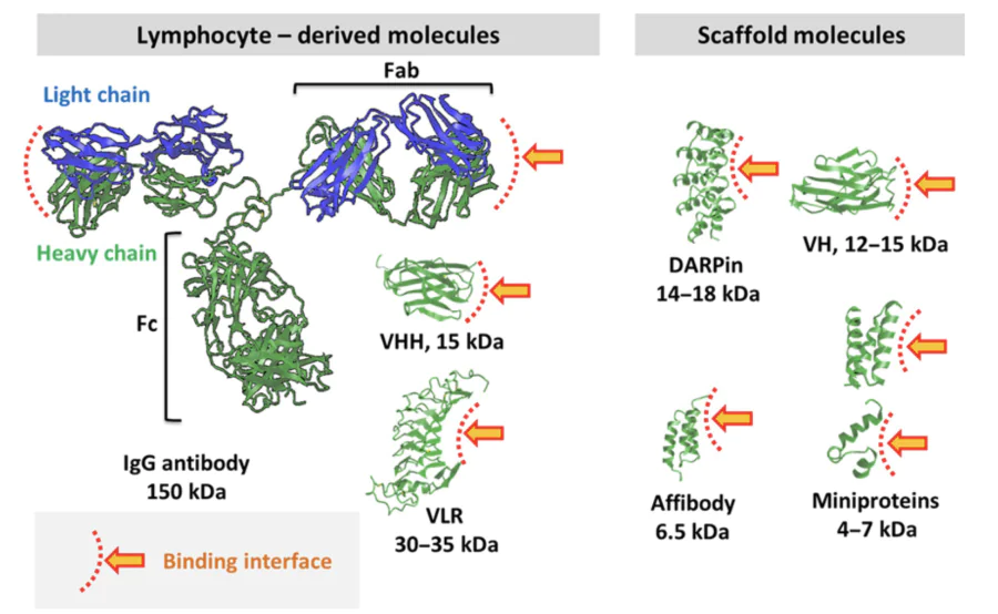 Types of binding proteins that have been used to produce therapeutic molecules specific to the SARS-CoV-2 virion.