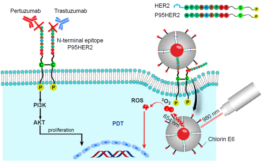 Schematic diagram of specific delivery of hybrid MIP and mechanism of PDT induced by chlorin e6, ROS are reactive oxygen species, PI3K is phosphoinositide 3-kinase, AKT is protein kinase B.141 Copyright 2023, American Chemical Society.
