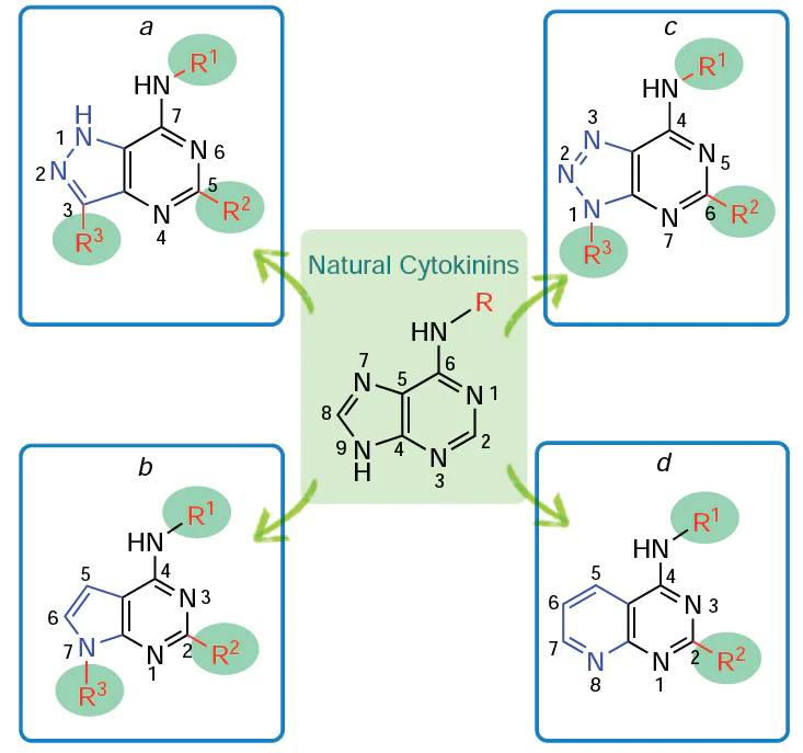 Anticytokinines, purine analogues with a modified heterocyclic skeleton: derivatives pyrazolo[4,3-d]pyrimidine (8-aza-9-deazaadenine) (a), pyrrolo[2,3-d]-pyrimidine (7-deazaadenine) (b), [1,2,3]triazolo[4,5-d]pyrimidine (8-azaadenine) (c) and pyrido[2,3-d]-pyrimidine (d).