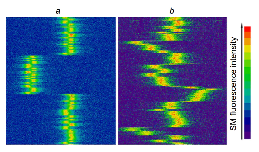 Example of spectral diffusion of a single tetrakis(tert-butyl)terrylene molecule in polyisobutylene (a) and toluene (b) at cryogenic temperature (7 K)[669].