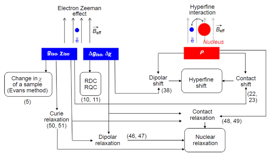Diagram of paramagnetic effects in NMR and their relationships to magnetic coupling parameters. The numbers of the corresponding mathematical expressions are given in parentheses.