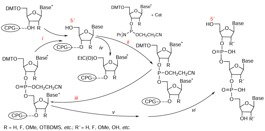 Solid-phase synthesis of oligonucleotides comprising the following steps: (i) detritylation, (ii) coupling, (iii) oxidation, (iv) capping, (v) final detritylation, (vi) removal of the remaining protecting groups and detachment from the support surface. Here and below, the following designations are used: Cat is catalyst (substituted tetrazole or 4,5-dicyanoimidazole), DMT is 4,4'-dimethoxytrityl, TBDMS is tert-butyldimethylsilyl, Base is heterocyclic base (the protected analogue is marked with an asterisk), CPG is a controlled pore glass or suitable solid support, three dots stand for oligonucleotide chain.