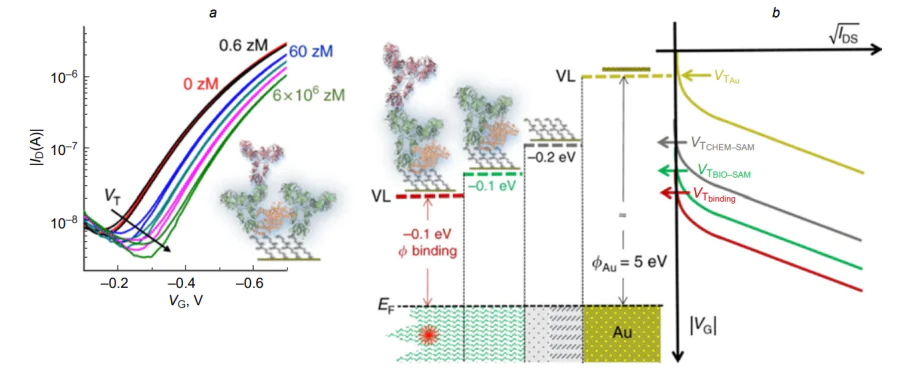 Sensor measurements for the detection of a single molecule by SiMoT[32]. (а) Transfer characteristics of EGOFETs showing the change in the threshold voltage when SAM-containig gate is exposed in different analyte concentration; (b) decrease in the gate work function (f) in various functionalization steps and after the IgG binding. VT is the threshold voltage, EF is the gate electrochemical potential, VL is the vacuum level. The VG axis is directed towards negative values and the measured ID values are negative.